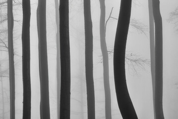 Beech trees trunks in a beech forest