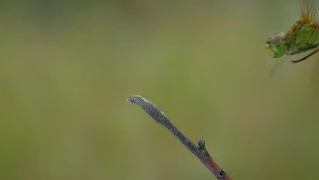 Yellow dragonfly (Sympetrum vulgatum) takes off and lands on a branch and chews on a caught midge, close-up.