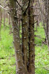 Spiky trees