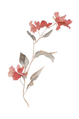 red dried flowers, generative ai, flowers isolated on white
