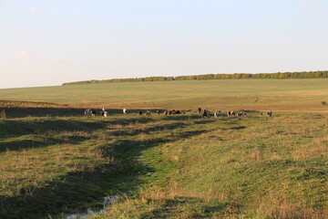 Fototapeta premium A group of cows grazing in a field