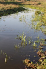 A pond with grass and dirt