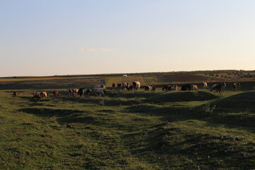 A herd of cattle grazing on a grassy field