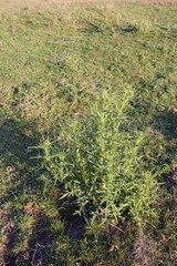 A field of green grass