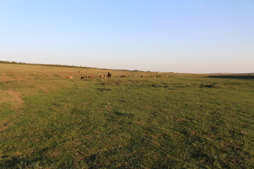 Fototapeta premium A group of cows grazing on a grassy hill with Konza Prairie Natural Area in the background