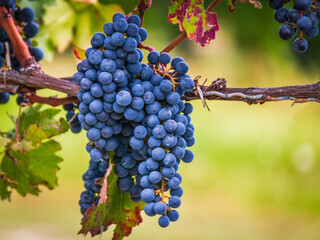 Bunches of purple grapes on the vine , vineyard in Niagara-on-the-Lake, Ontario,  Canada ,  fresh...