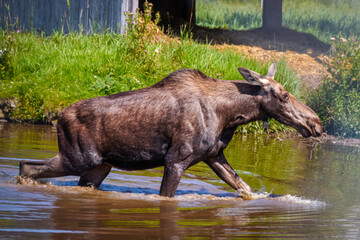 Female moose walking in the pond on hot summer day, Quebec Canada