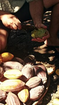Man struggling to break open a cacao fruit to collect the seeds for making handmade Filipino chocolate called tableya, candid rural farm life 