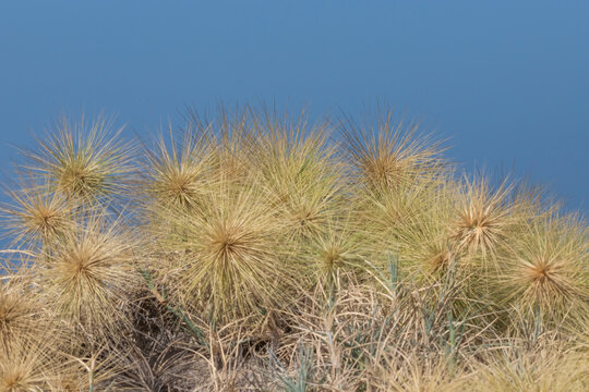 Spinifex littoreus, popularly called as Ravan’s mustache or Beach Spinifex, is a perennial grass with incredible stolon forming stems at Pulicat, Tamil Nadu in India