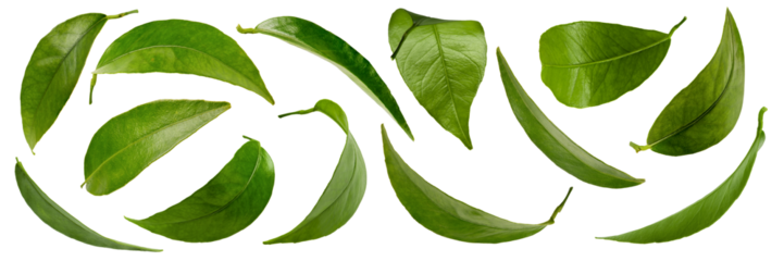 Tangerine leaves on a white background. Green leaves from a tree to insert into a design or project.