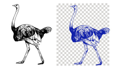 Ostrich sketch illustration. Vector black outline on transparent background