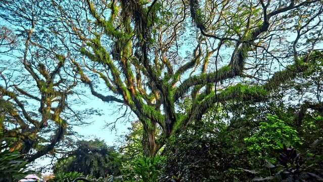 Ancient tree Samanea saman from Dutch era in De Djawatan forest in Indonesia.