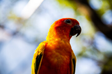 domestic parrot