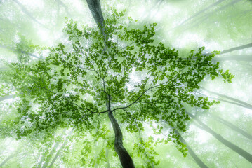 Foggy view of the crowns trees
