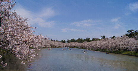 Cherry blossom, Hirosaki, Aomori, Honshu Island, Japan