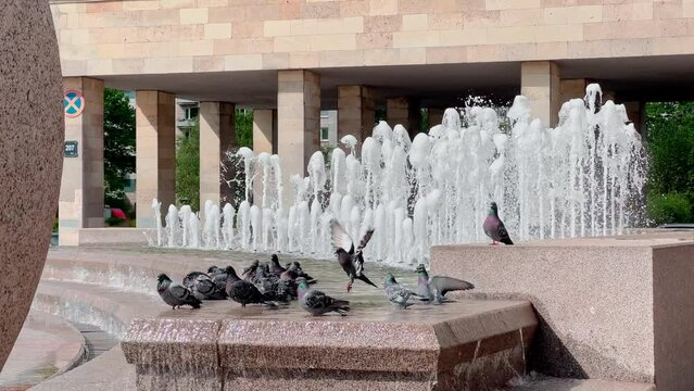 a flock of pigeons sits at the city fountain on a warm sunny day