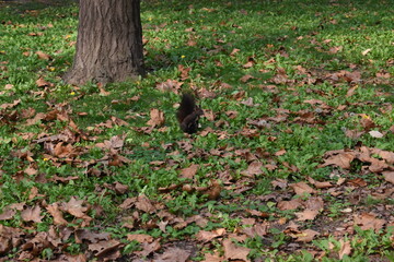 a small squirrel in lush green