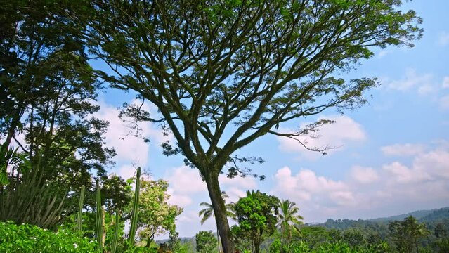 Ancient tree Samanea saman from Dutch era in Indonesia.