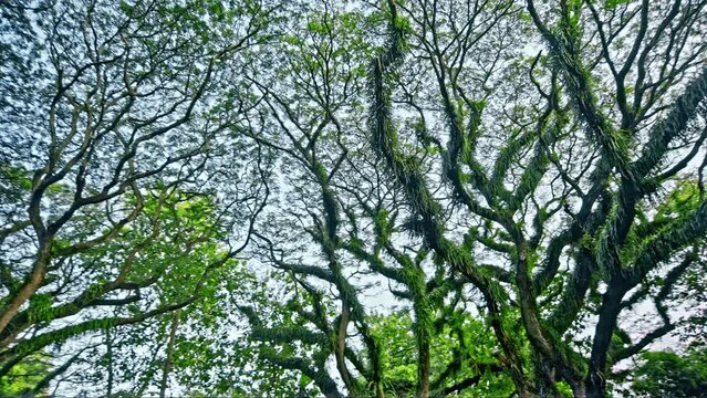 Ancient tree Samanea saman from Dutch era in De Djawatan forest in Indonesia.