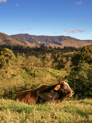 A young mixed breed bull resting on the grass of a farm at sunset in the highlands of the eastern Andean mountains of central Colombia near the town of Arcabuco.
