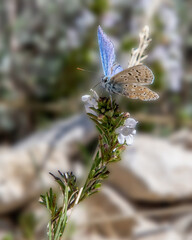 Un papillon azuré commun posé sur une fleur