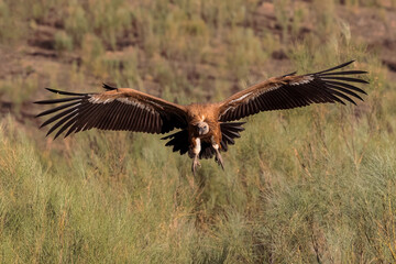 Griffon Vulture. Bird in flight.