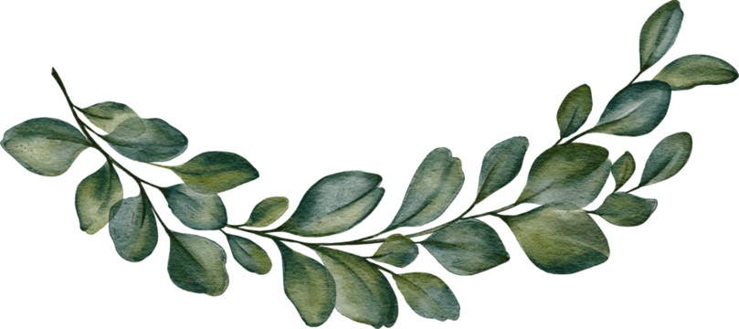 Eucalyptus leaves branches isolated on white,  Minimalist greenery botanical leaves,  Wedding logo gentle border design