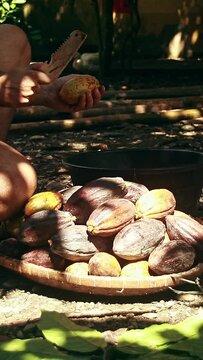 Breaking a cacao fruit with a knife to collect the seed for making Filipino handmade chocolate called tableya showing candid authentic Philippine culture, heritage and rural daily farm life