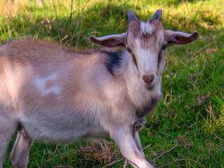 Fototapeta premium Portrait of a kid on a meadow tied to a wooden stake, in a farmland in the eastern Andean mountains of central Colombia.