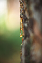 natural background. A beautiful drop of resin on a pine tree