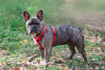 beautiful brindle french bulldog in a harness on a walk