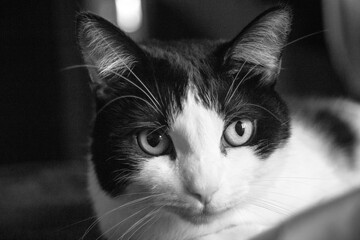 black and white cat