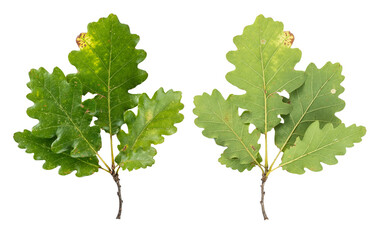 Collection of oak leaves  isolated on transparent background.