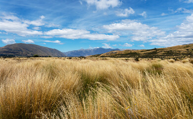 Tussock Grass near Edoras (Mount Sunday), New Zealand, Lord of the Rings filming location