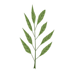 Field flowers stems, blooms set. Delicate gentle spring, summer plants. Wildflowers decoration, meadow floral botanical elements. Flat graphic vector illustrations isolated on white background
