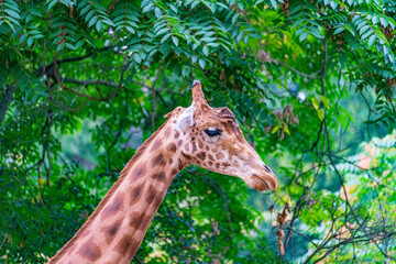 Giraffe