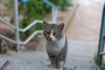 Obraz premium Street cats enjoy a walk in the park. Crimea, Russia, 24.08.2023