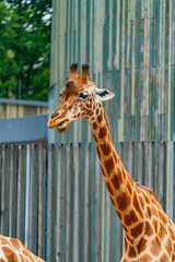 Giraffe