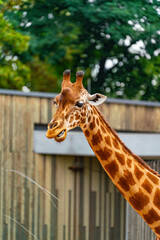 Giraffe
