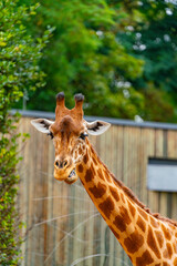 Giraffe