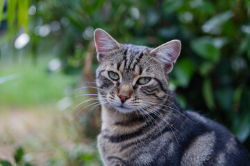 Street cats enjoy a walk in the park. Crimea, Russia, 24.08.2023