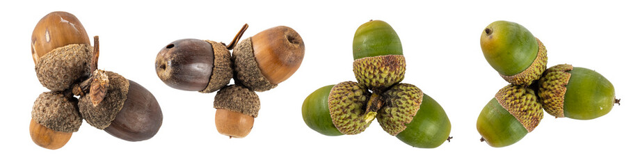 Collection of acorns  isolated on transparent background.