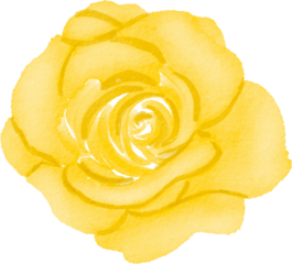 Watercolor yellow rose illustration