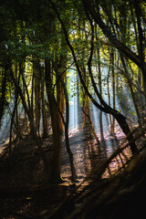 Naklejka premium Light rays morning in forest