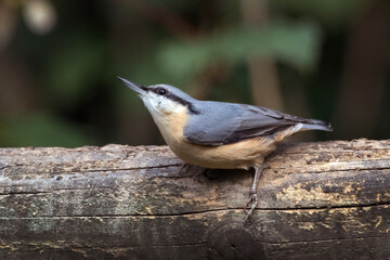 Nuthatch side view
