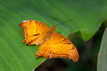 Cruiser Butterfly / Vindula Arsinoe Wings Spread on Green Leaf