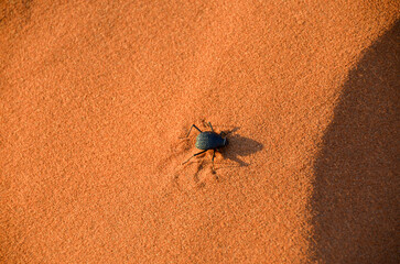 Escarabajo del desierto