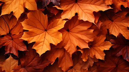 Naklejka na ściany i meble Autumn leaves group of orange color