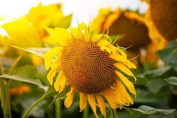 Blooming yellow sunflower on the field.