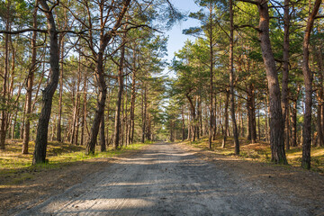A straight road stretching into the distance in a summer pine forest. Peace and quiet. - 653397007